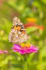 Painted Lady on zinnia-Marion County-Illinois Art Print